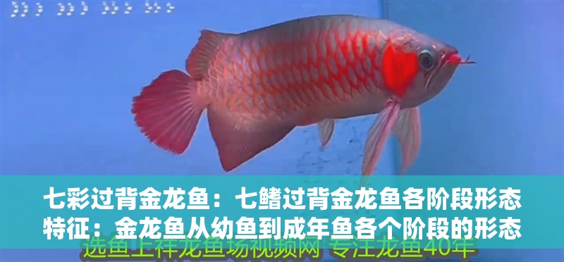 七彩過背金龍魚：七鰭過背金龍魚各階段形態特征：金龍魚從幼魚到成年魚各個階段的形態特征