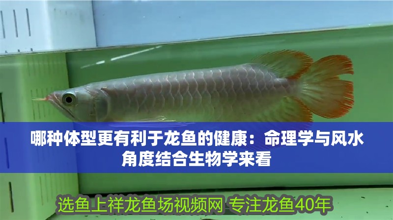 哪種體型更有利于龍魚的健康：命理學與風水角度結合生物學來看