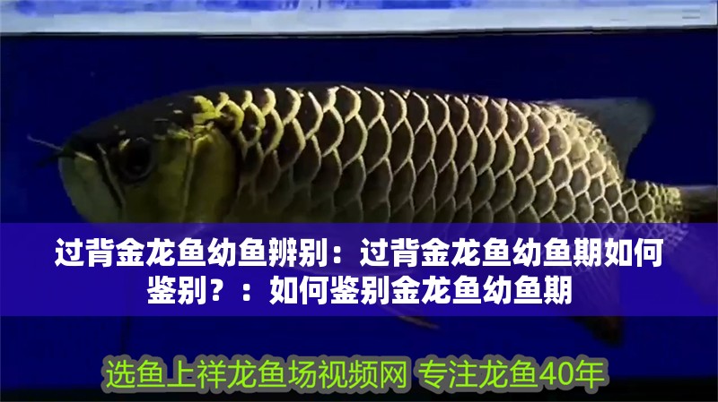 過背金龍魚幼魚辨別：過背金龍魚幼魚期如何鑒別？：如何鑒別金龍魚幼魚期