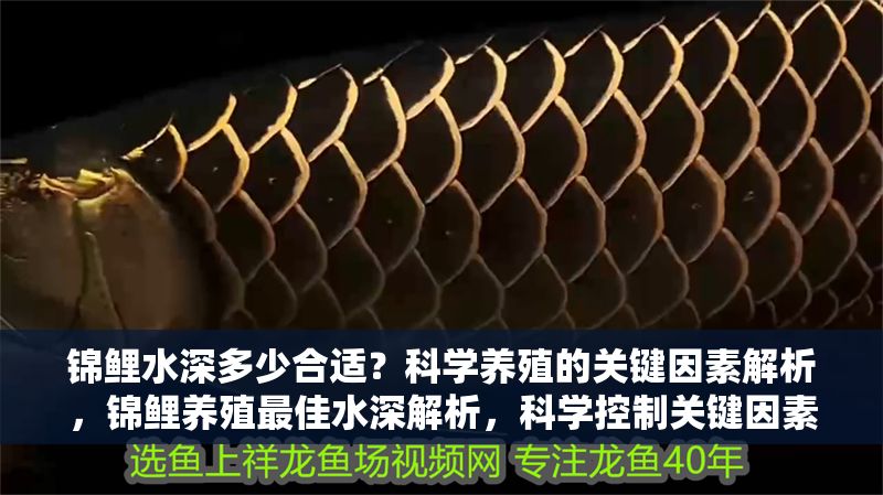 錦鯉水深多少合適？科學(xué)養(yǎng)殖的關(guān)鍵因素解析，錦鯉養(yǎng)殖最佳水深解析，科學(xué)控制關(guān)鍵因素