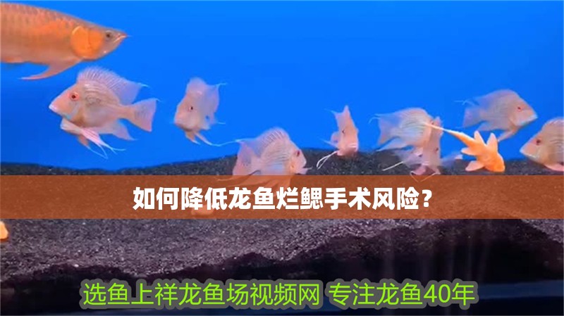 如何降低龍魚爛鰓手術(shù)風(fēng)險(xiǎn)？