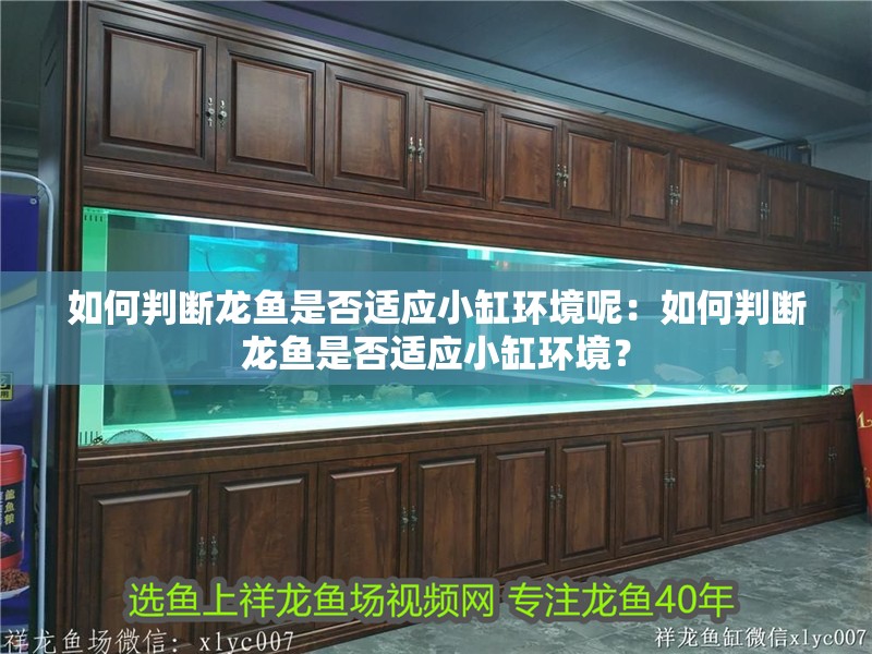 如何判斷龍魚是否適應(yīng)小缸環(huán)境呢：如何判斷龍魚是否適應(yīng)小缸環(huán)境？