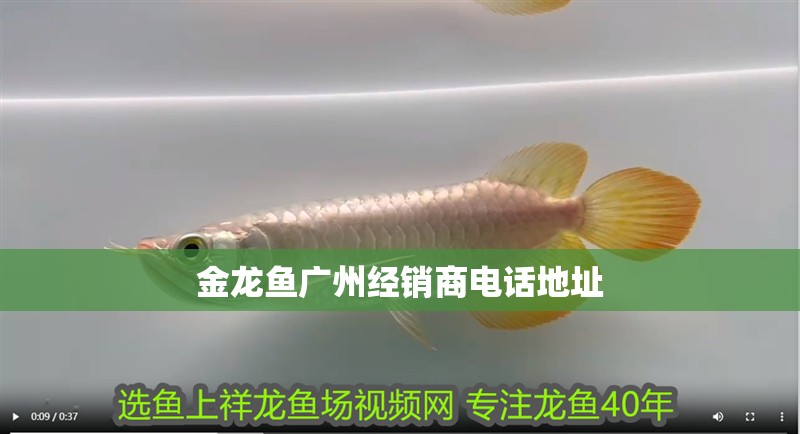 金龍魚(yú)廣州經(jīng)銷商電話地址