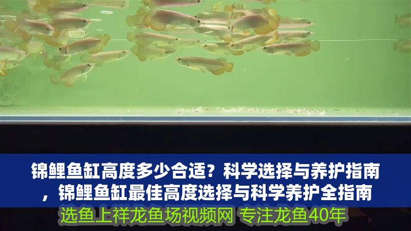 錦鯉魚缸高度多少合適？科學選擇與養護指南，錦鯉魚缸最佳高度選擇與科學養護全指南