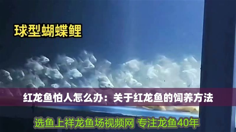紅龍魚(yú)怕人怎么辦：關(guān)于紅龍魚(yú)的飼養(yǎng)方法