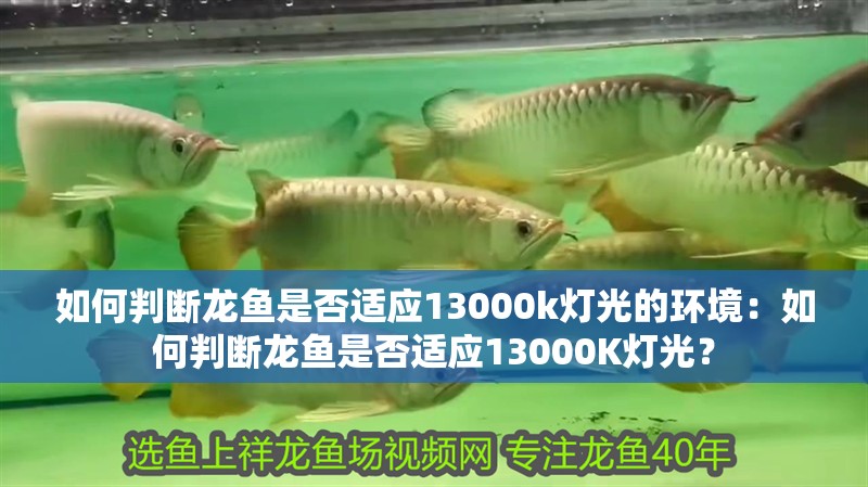 如何判斷龍魚是否適應13000k燈光的環境：如何判斷龍魚是否適應13000K燈光？