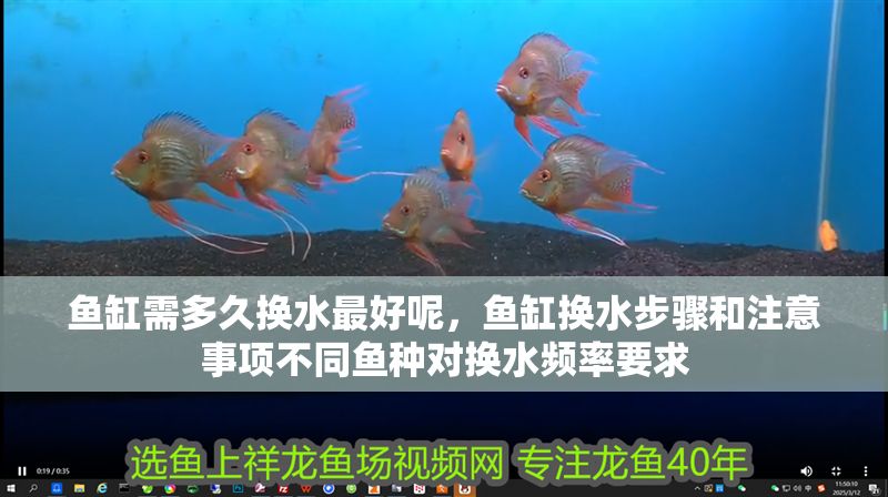 魚缸需多久換水最好呢，魚缸換水步驟和注意事項不同魚種對換水頻率要求