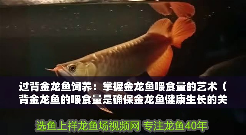 過背金龍魚飼養：掌握金龍魚喂食量的藝術（背金龍魚的喂食量是確保金龍魚健康生長的關鍵因素）