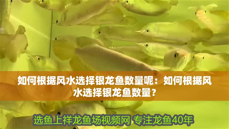 如何根據風水選擇銀龍魚數量呢：如何根據風水選擇銀龍魚數量？