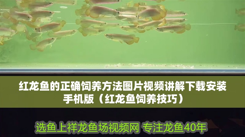 紅龍魚的正確飼養方法圖片視頻講解下載安裝手機版（紅龍魚飼養技巧）