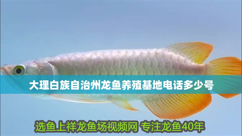 大理白族自治州龍魚養殖基地電話多少號