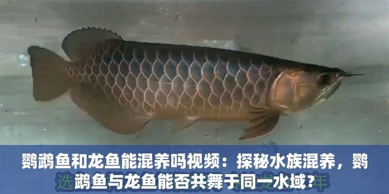 鸚鵡魚和龍魚能混養嗎視頻：探秘水族混養，鸚鵡魚與龍魚能否共舞于同一水域？