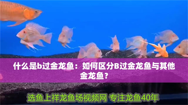 什么是b過金龍魚：如何區(qū)分B過金龍魚與其他金龍魚？