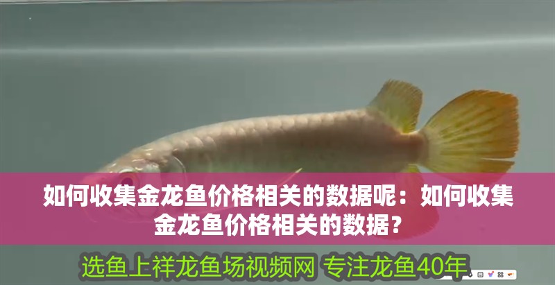 如何收集金龍魚價格相關的數據呢：如何收集金龍魚價格相關的數據？