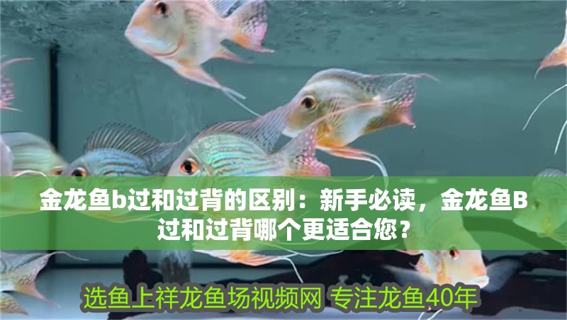 金龍魚b過和過背的區(qū)別：新手必讀，金龍魚B過和過背哪個更適合您？