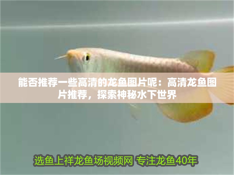 能否推薦一些高清的龍魚圖片呢：高清龍魚圖片推薦，探索神秘水下世界