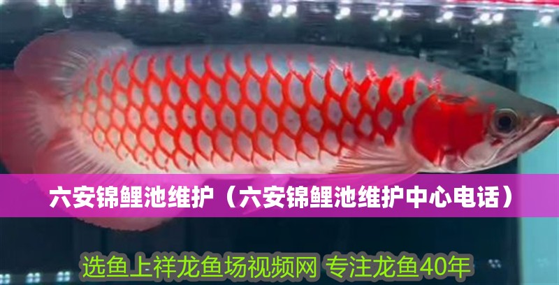 六安錦鯉池維護（六安錦鯉池維護中心電話）