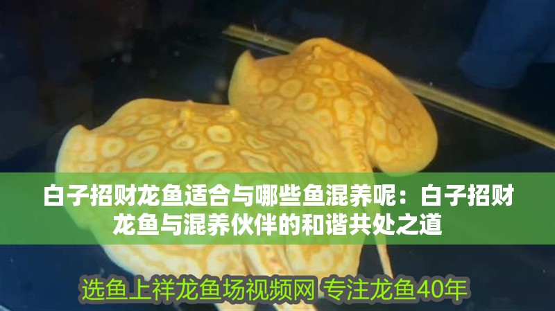 白子招財龍魚適合與哪些魚混養呢：白子招財龍魚與混養伙伴的和諧共處之道