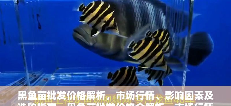 黑魚苗批發(fā)價格解析，市場行情、影響因素及選購指南，黑魚苗批發(fā)價格全解析，市場行情、影響因素與選購技巧