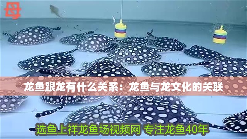 龍魚跟龍有什么關系：龍魚與龍文化的關聯