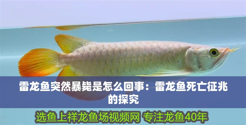 雷龍魚(yú)突然暴斃是怎么回事：雷龍魚(yú)死亡征兆的探究