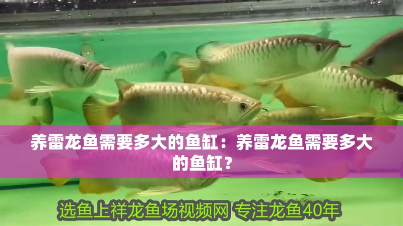 養雷龍魚需要多大的魚缸：養雷龍魚需要多大的魚缸？
