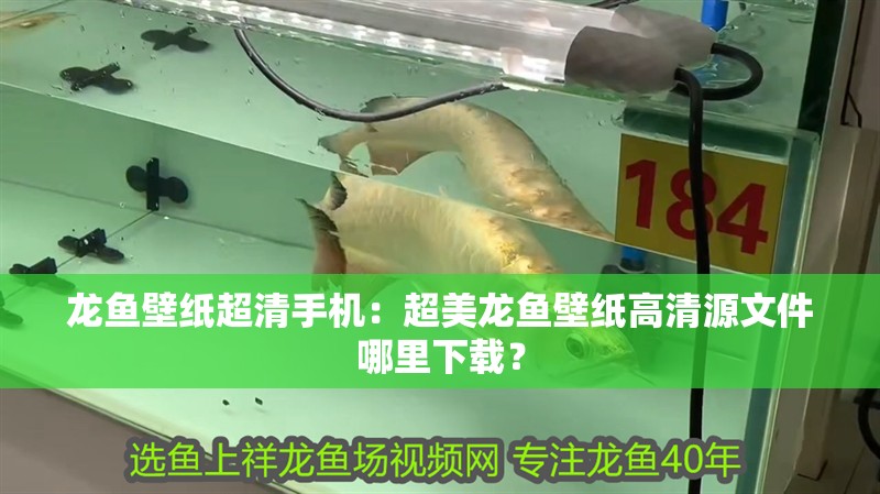 龍魚(yú)壁紙超清手機(jī)：超美龍魚(yú)壁紙高清源文件哪里下載？