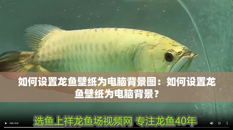 如何設(shè)置龍魚壁紙為電腦背景圖：如何設(shè)置龍魚壁紙為電腦背景？