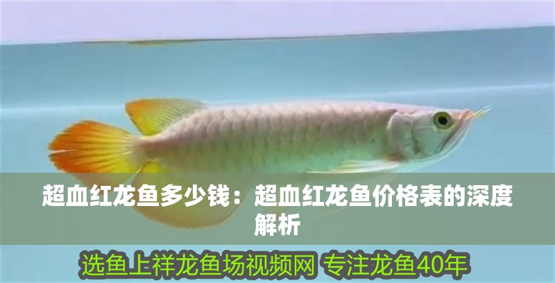 超血紅龍魚多少錢：超血紅龍魚價格表的深度解析
