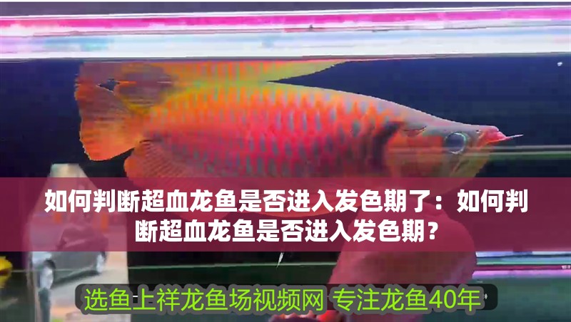 如何判斷超血龍魚是否進入發色期了：如何判斷超血龍魚是否進入發色期？