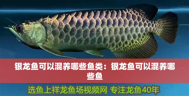 銀龍魚可以混養哪些魚類：銀龍魚可以混養哪些魚