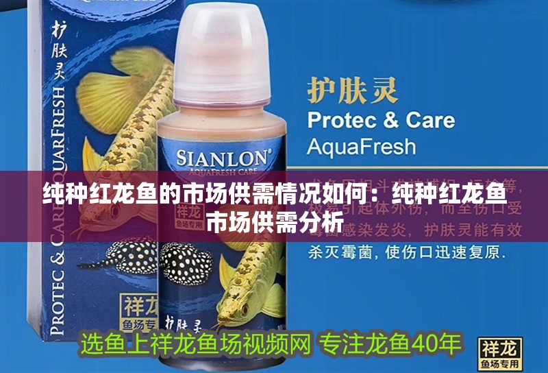 純種紅龍魚的市場供需情況如何：純種紅龍魚市場供需分析
