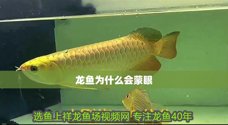 龍魚為什么會蒙眼