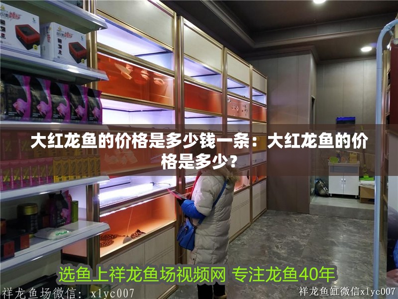 大紅龍魚的價格是多少錢一條：大紅龍魚的價格是多少？