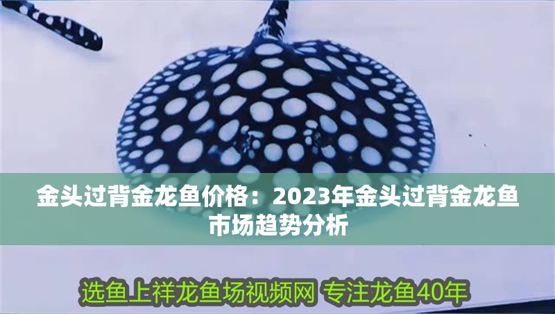 金頭過背金龍魚價格：2023年金頭過背金龍魚市場趨勢分析