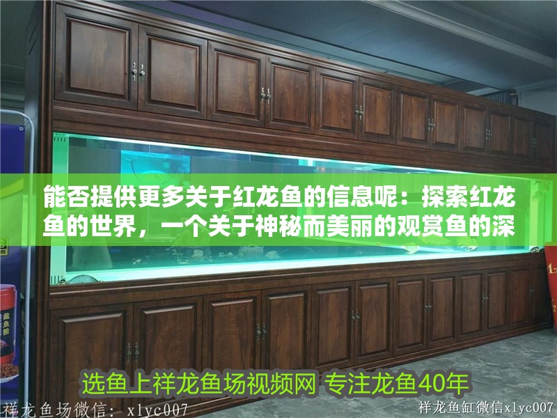 能否提供更多關于紅龍魚的信息呢：探索紅龍魚的世界，一個關于神秘而美麗的觀賞魚的深度解析