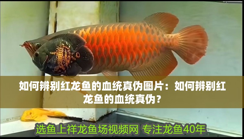 如何辨別紅龍魚的血統真偽圖片：如何辨別紅龍魚的血統真偽？