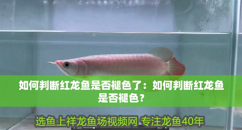 如何判斷紅龍魚是否褪色了：如何判斷紅龍魚是否褪色？