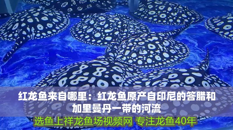 紅龍魚來自哪里：紅龍魚原產(chǎn)自印尼的答臘和加里曼丹一帶的河流