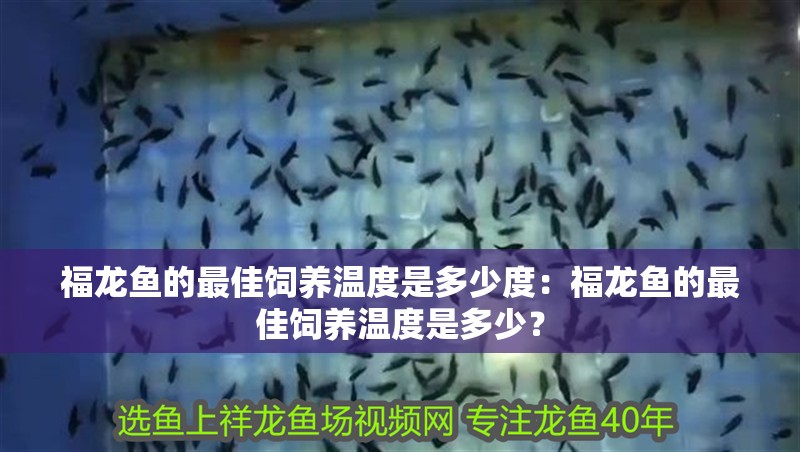 福龍魚的最佳飼養(yǎng)溫度是多少度：福龍魚的最佳飼養(yǎng)溫度是多少？