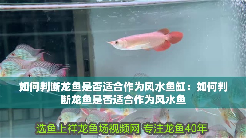 如何判斷龍魚是否適合作為風水魚缸：如何判斷龍魚是否適合作為風水魚