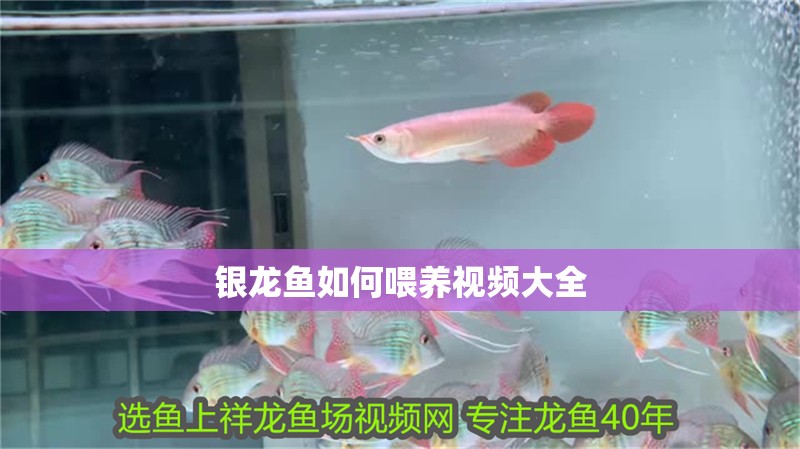 銀龍魚如何喂養視頻大全