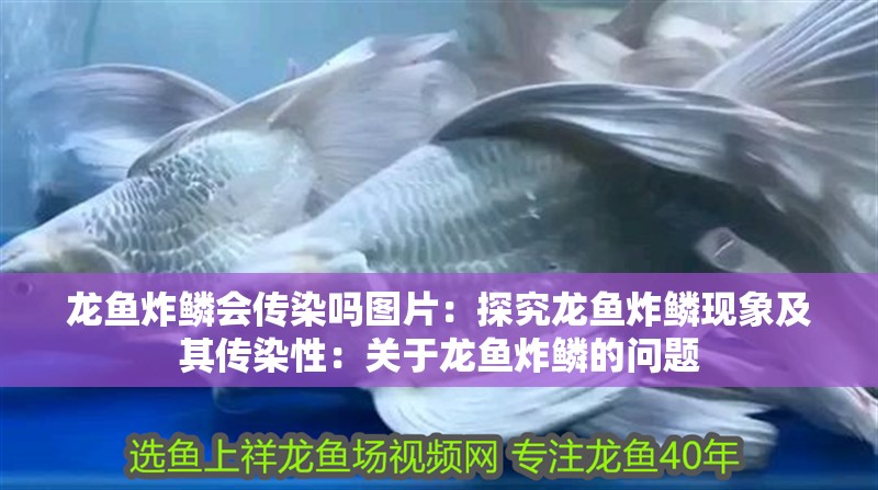龍魚炸鱗會傳染嗎圖片：探究龍魚炸鱗現(xiàn)象及其傳染性：關(guān)于龍魚炸鱗的問題