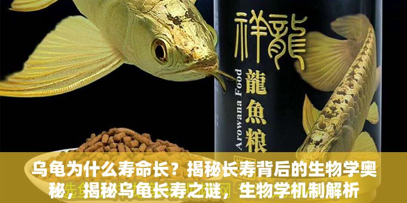 烏龜為什么壽命長(zhǎng)？揭秘長(zhǎng)壽背后的生物學(xué)奧秘，揭秘烏龜長(zhǎng)壽之謎，生物學(xué)機(jī)制解析