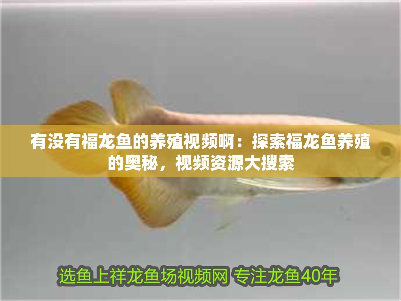 有沒有福龍魚的養殖視頻啊：探索福龍魚養殖的奧秘，視頻資源大搜索 有沒有福龍魚的養殖視頻啊：探索福龍魚養殖的奧秘，視頻資源大搜索 水族問答
