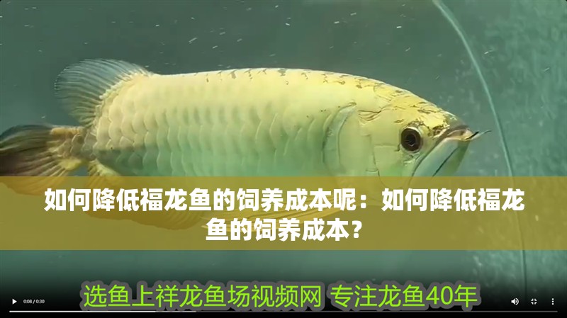 如何降低福龍魚的飼養成本呢：如何降低福龍魚的飼養成本？