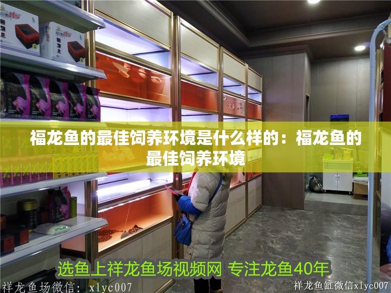 福龍魚(yú)的最佳飼養(yǎng)環(huán)境是什么樣的：福龍魚(yú)的最佳飼養(yǎng)環(huán)境