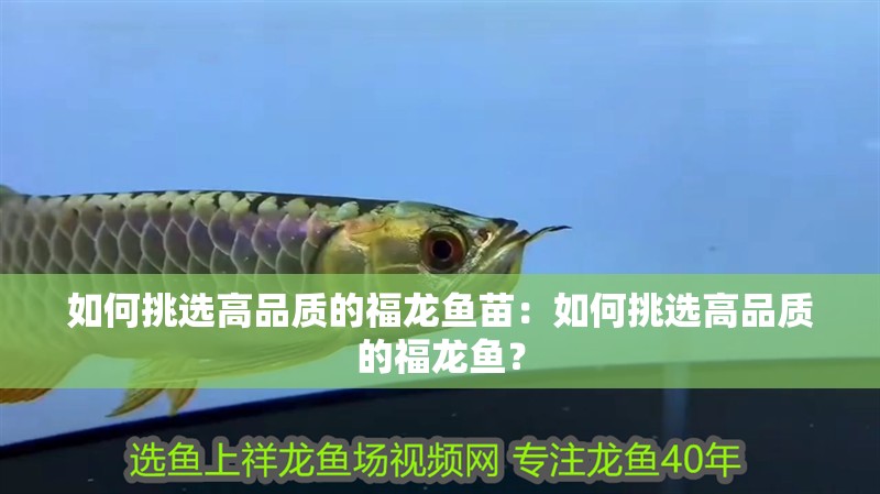 如何挑選高品質的福龍魚苗：如何挑選高品質的福龍魚？