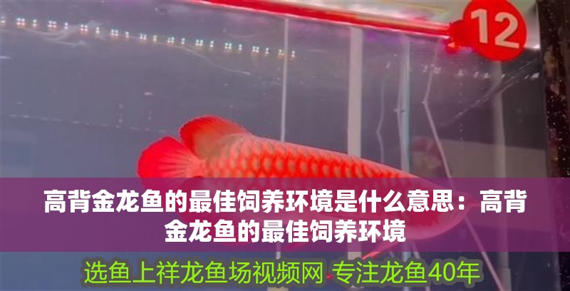 高背金龍魚的最佳飼養環境是什么意思：高背金龍魚的最佳飼養環境