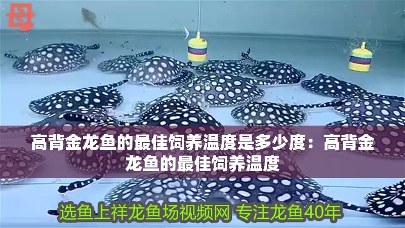 高背金龍魚的最佳飼養溫度是多少度：高背金龍魚的最佳飼養溫度